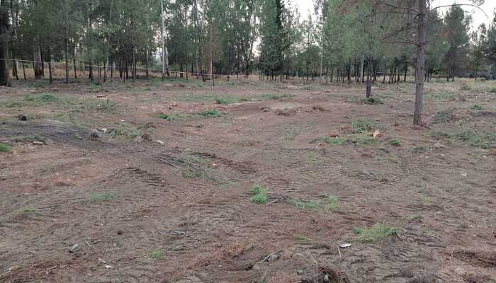 100 YATAKLI ÖĞRETMEN EVİ İÇİN YAŞINI DOLDURMUŞ ÇAM AĞAÇLARI KESİLDİ!