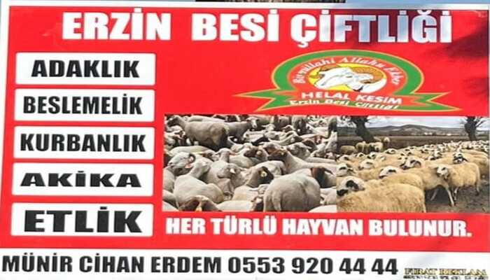ERZİN BESİ ÇİFTLİĞİ HİZMETE GİRDİ!