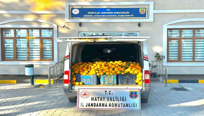 ERZİN’DE PORTAKAL HIRSIZLARINA JANDARMADAN SUÇ ÜSTÜ! 