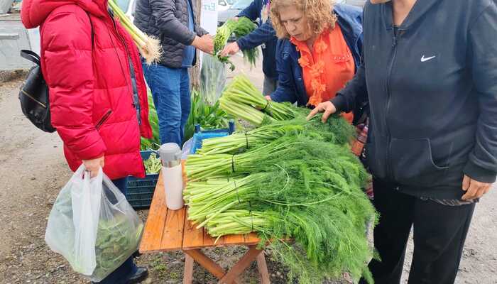 TURUNÇLU OT FESTİVALİ YAĞMUR NEDENİYLE YARIM KALDI!